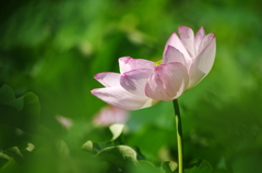 蓮の花