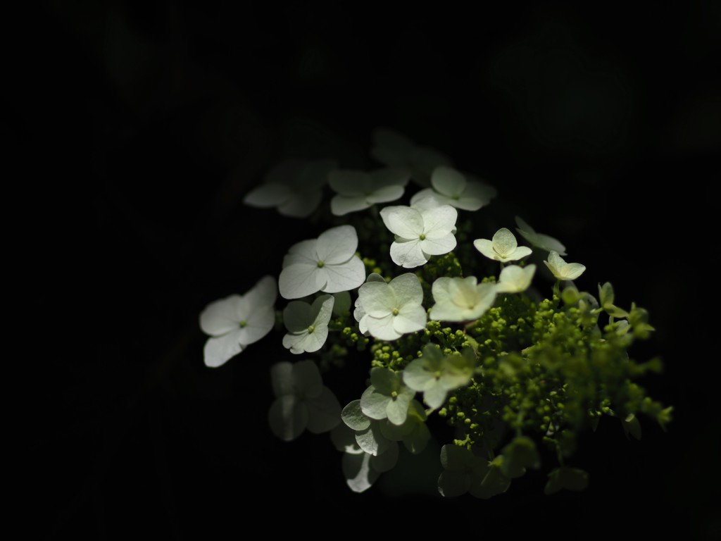 木漏れ日の中の紫陽花