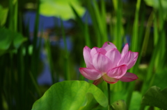 蓮の花