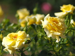 中之島公園の薔薇