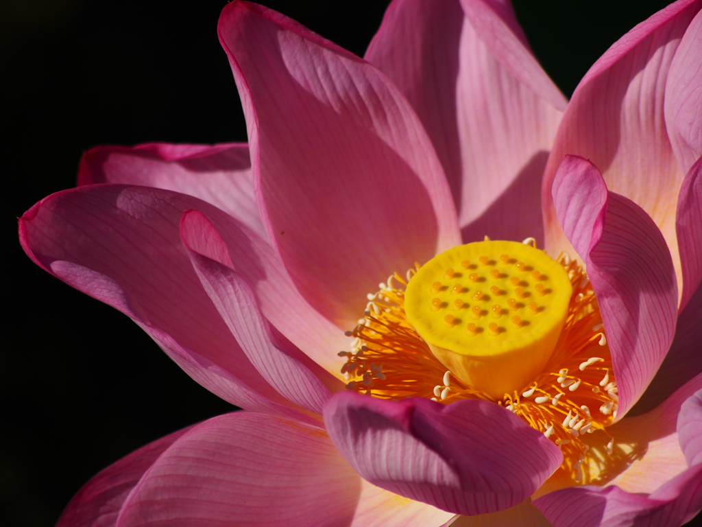 蓮の花