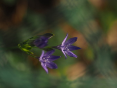 フェンス越しの恋