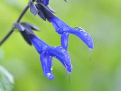 雨の日のサルビア・ガラニチカ
