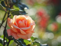 中之島公園の薔薇