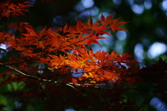 初夏の紅葉