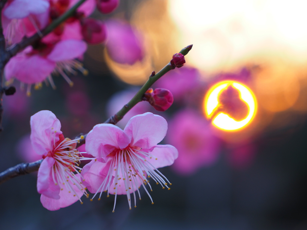 紅梅と夕陽(ハート入り)