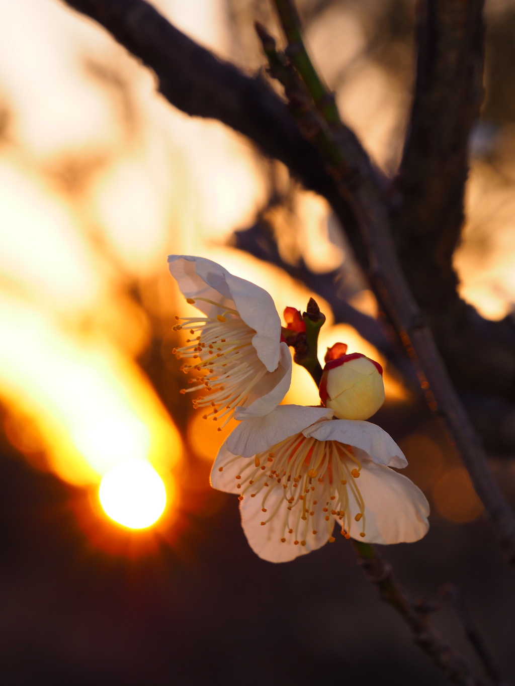 白梅と夕陽