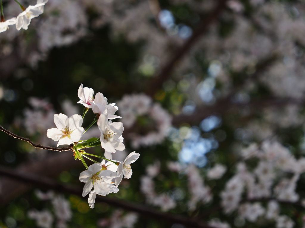 桜