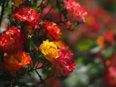 中之島公園の薔薇