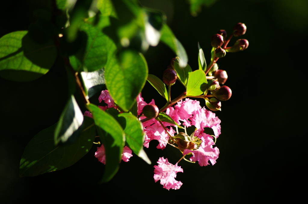 サルスベリの花