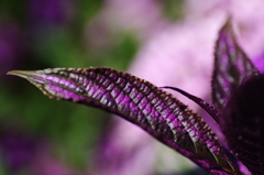 ストロビランテス・ダイエリアヌス