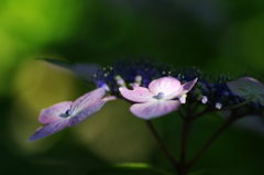紫陽花
