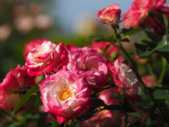 中之島公園の薔薇
