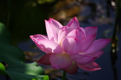 蓮の花