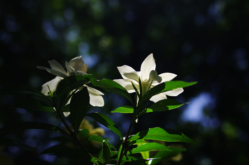 クチナシの花