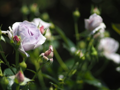 中之島公園の薔薇