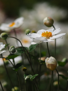 秋明菊