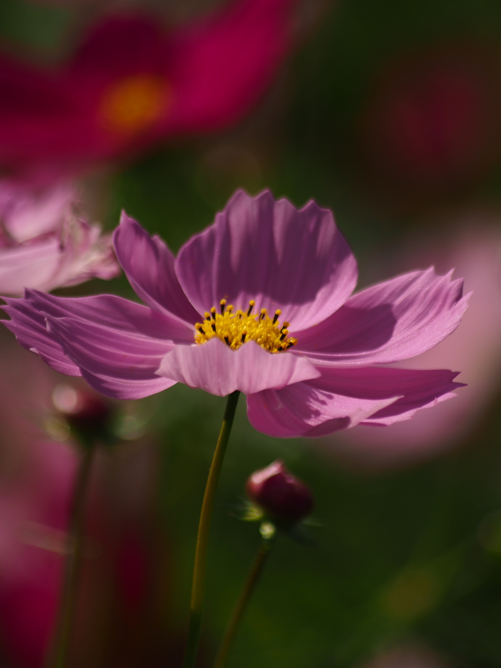 秋桜
