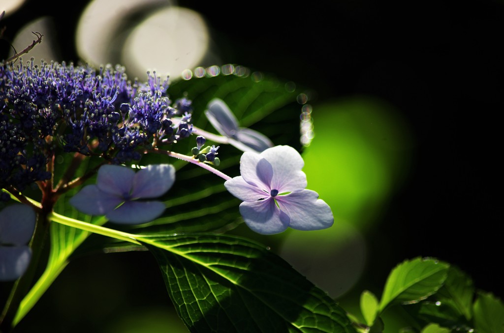 紫陽花