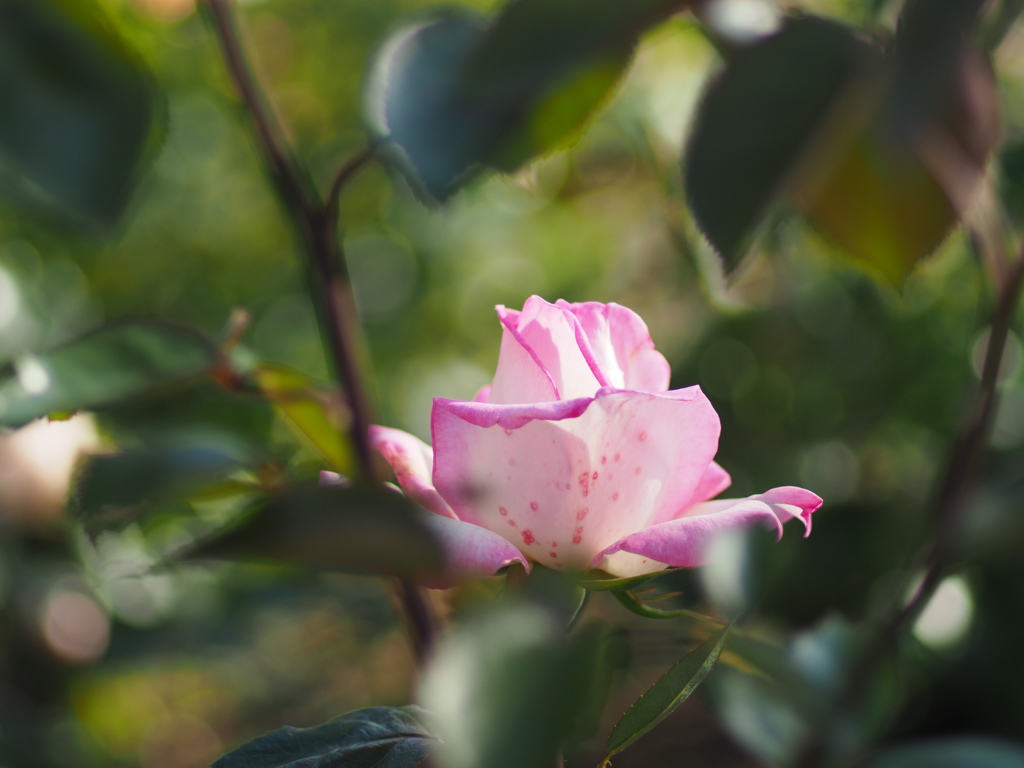 中之島公園の薔薇