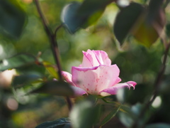 中之島公園の薔薇