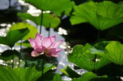 蓮の花