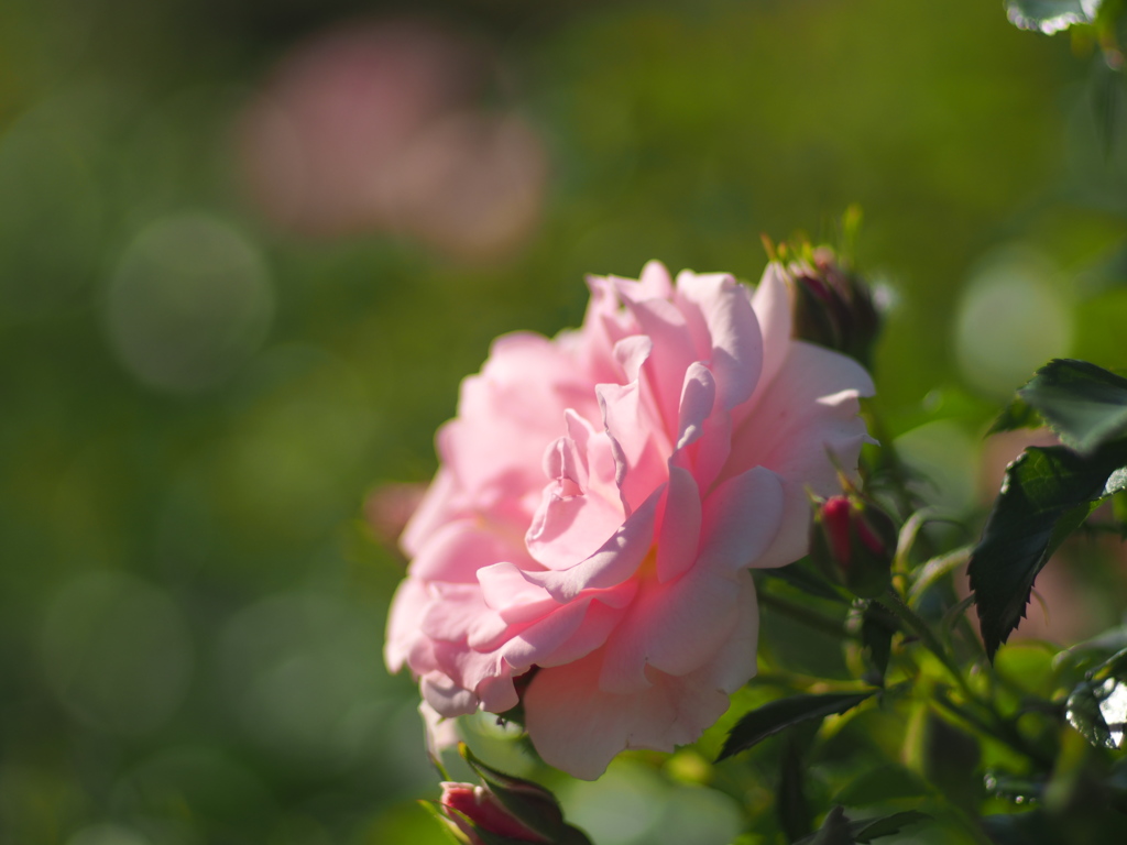 中之島公園の薔薇