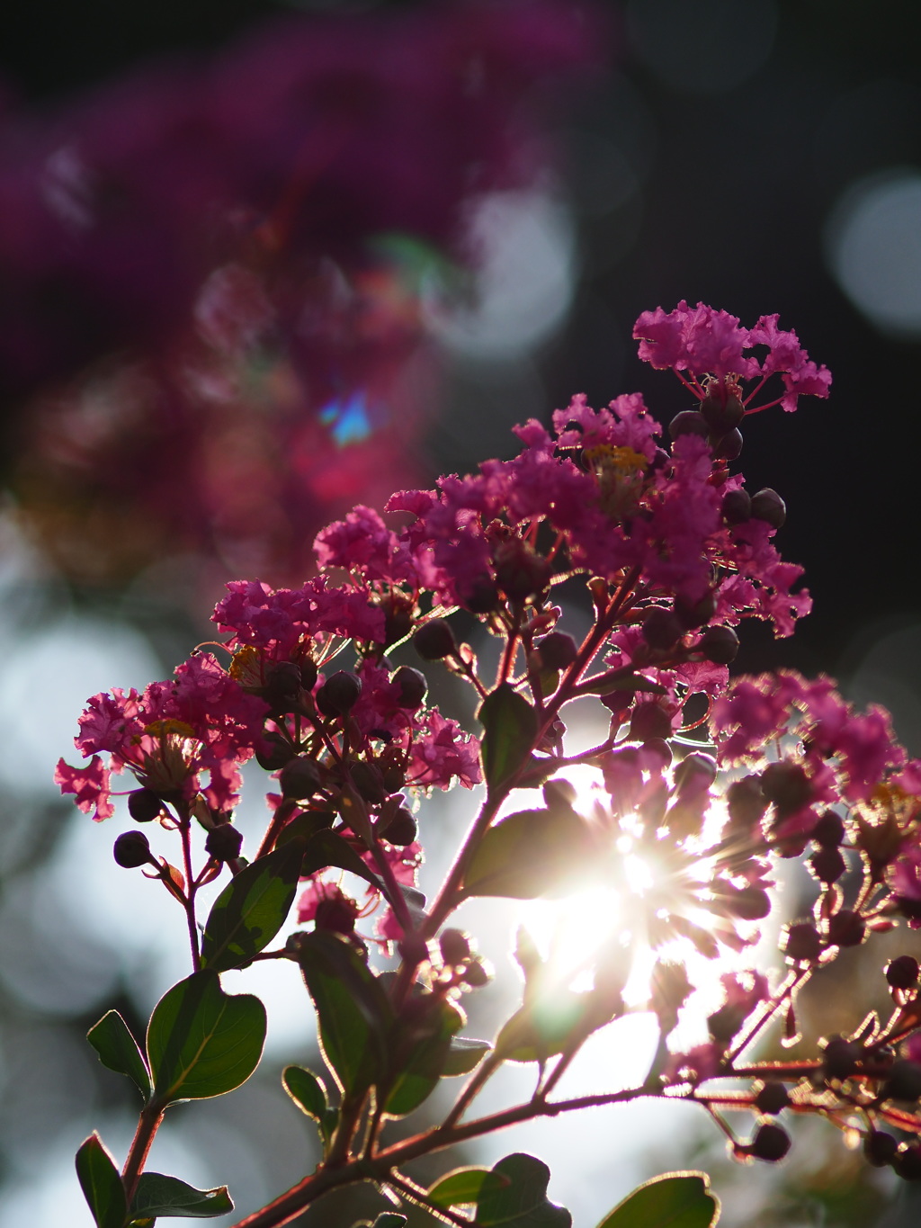 サルスベリの花