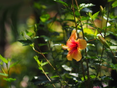 植物園温室のハイビスカス