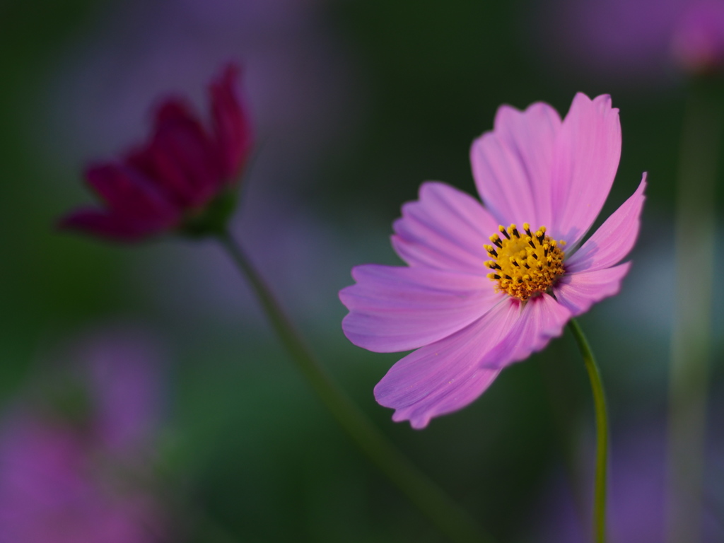 秋桜