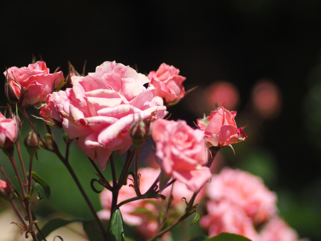 中之島公園の薔薇