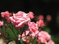 中之島公園の薔薇