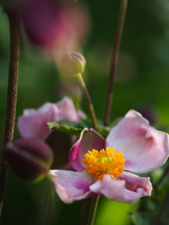 秋明菊