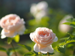 中之島公園の薔薇