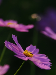 秋桜