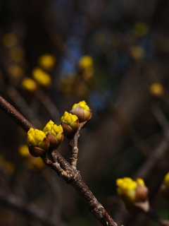 どんな花が咲くのかな