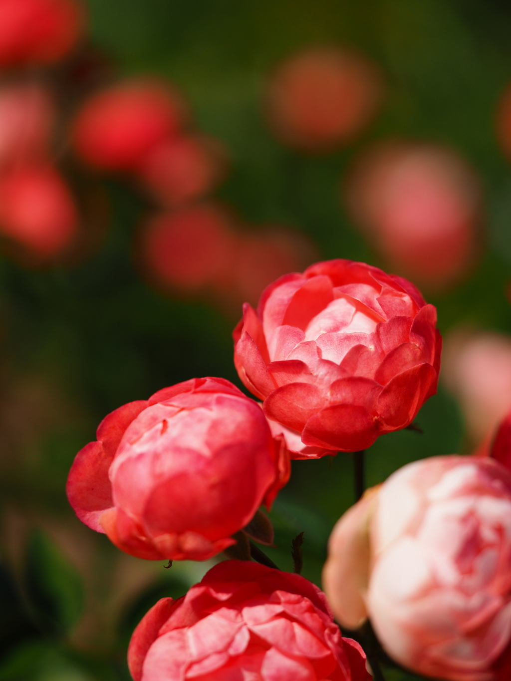 中之島公園の薔薇