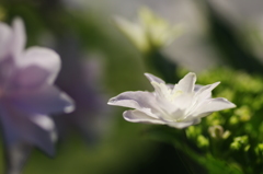 紫陽花