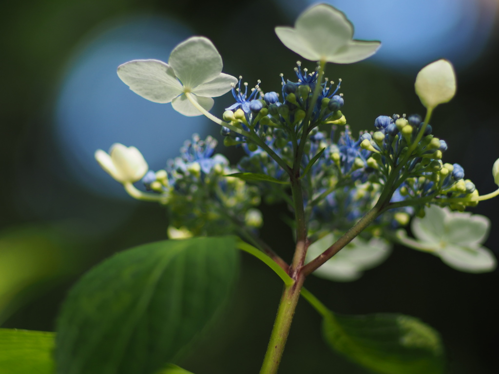 紫陽花