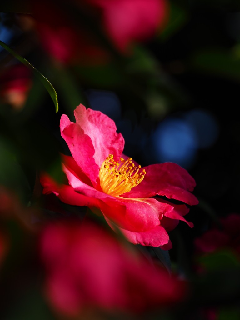 山茶花