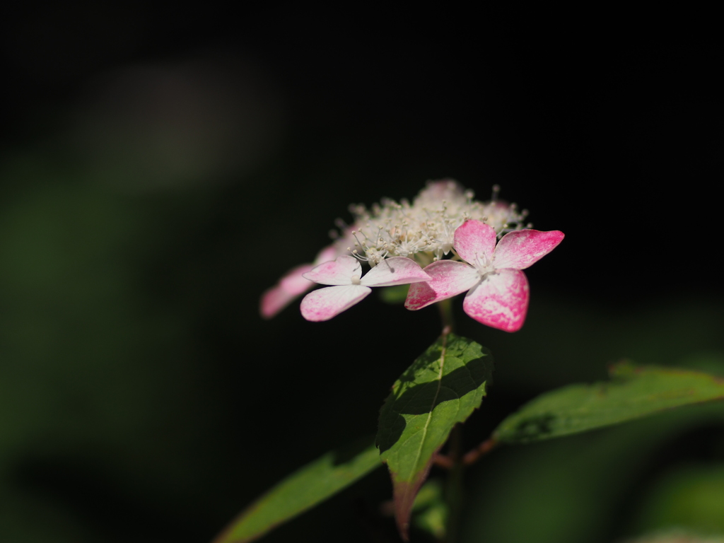 紫陽花