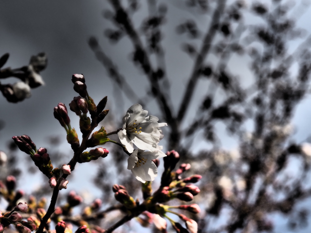 桜