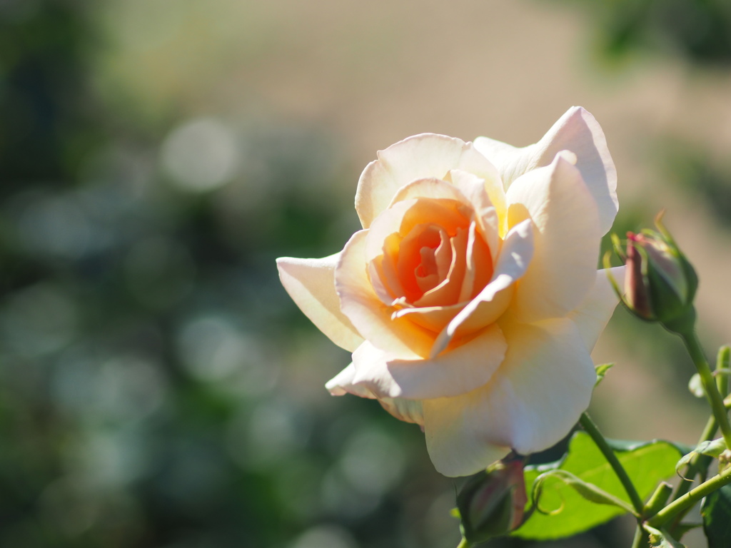 中之島公園の薔薇