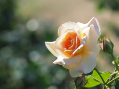 中之島公園の薔薇