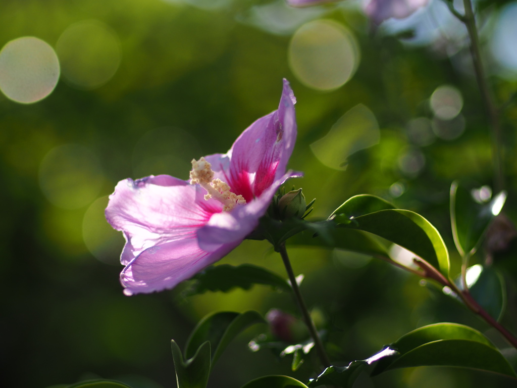 ムクゲの花