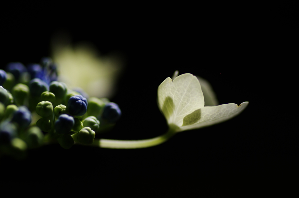 紫陽花
