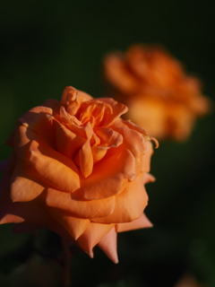 秋の薔薇