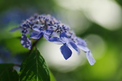 紫陽花