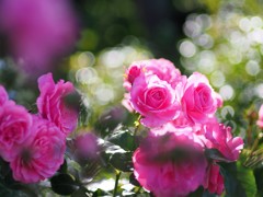 中之島公園の薔薇
