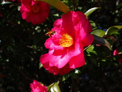 山茶花と蜜蜂